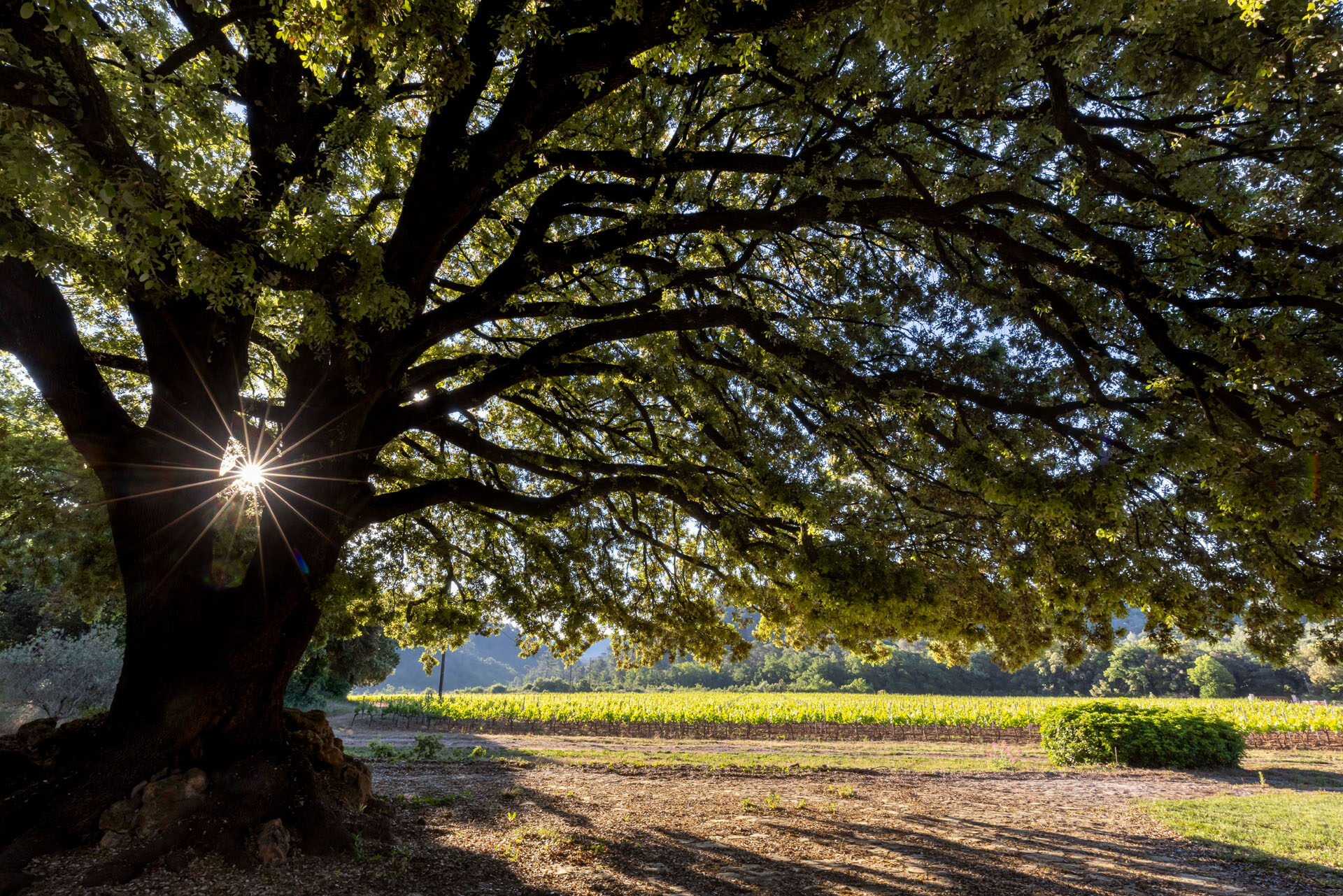 Al+¦ne juin 2021 HD 004