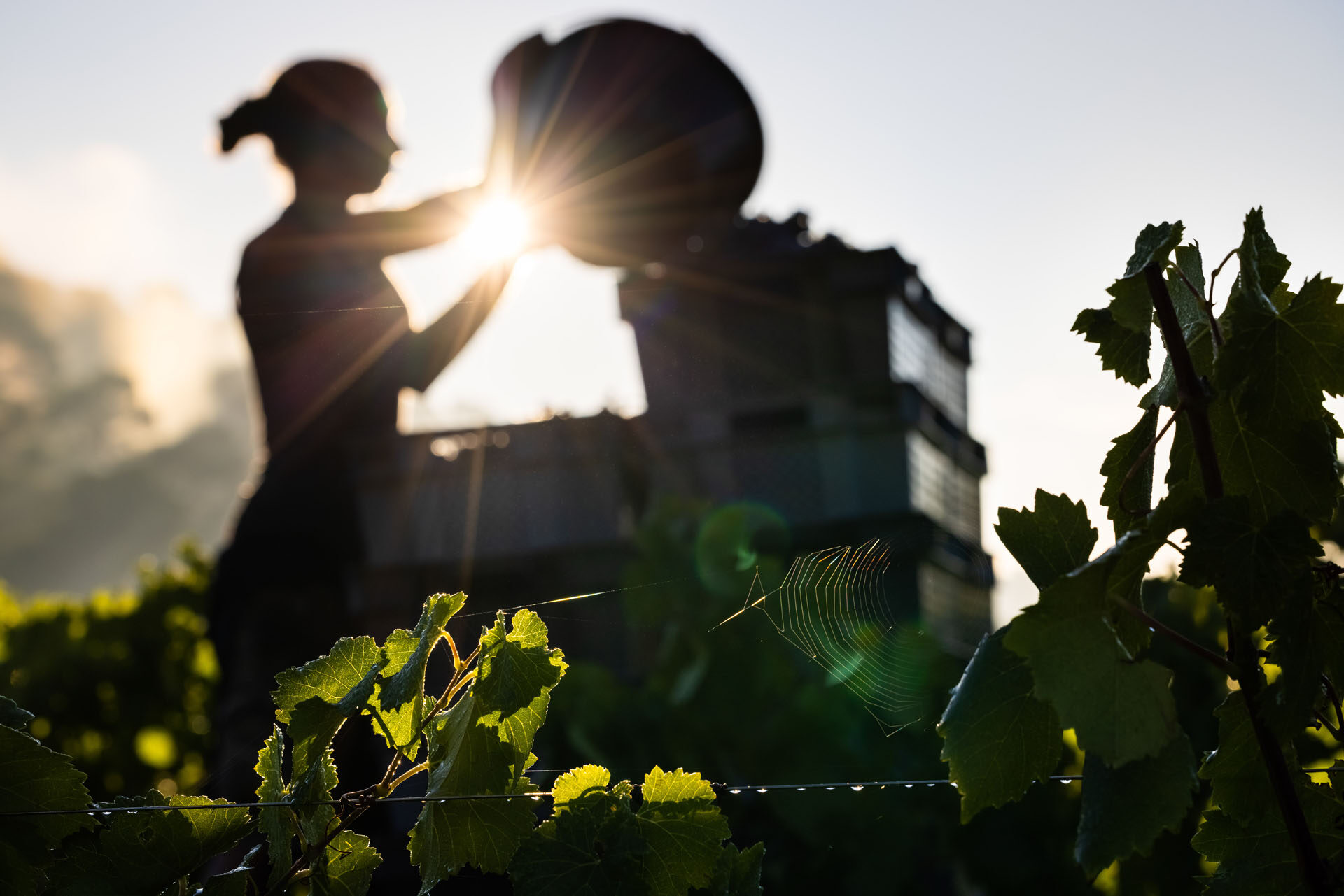 Al+¦nes Vendanges 2021 HD 050