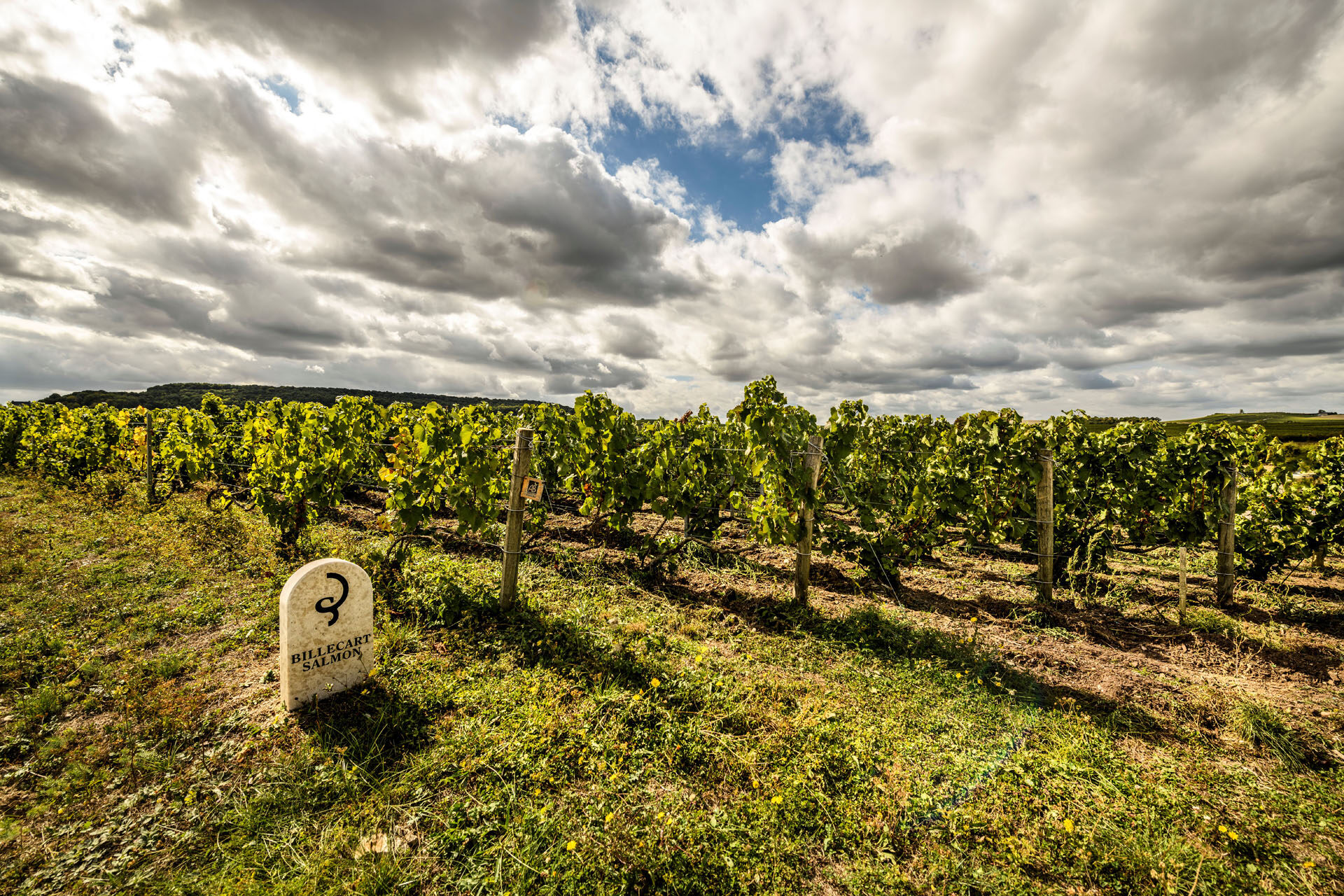 BS Vineyard1 (c) Leif Carlsson