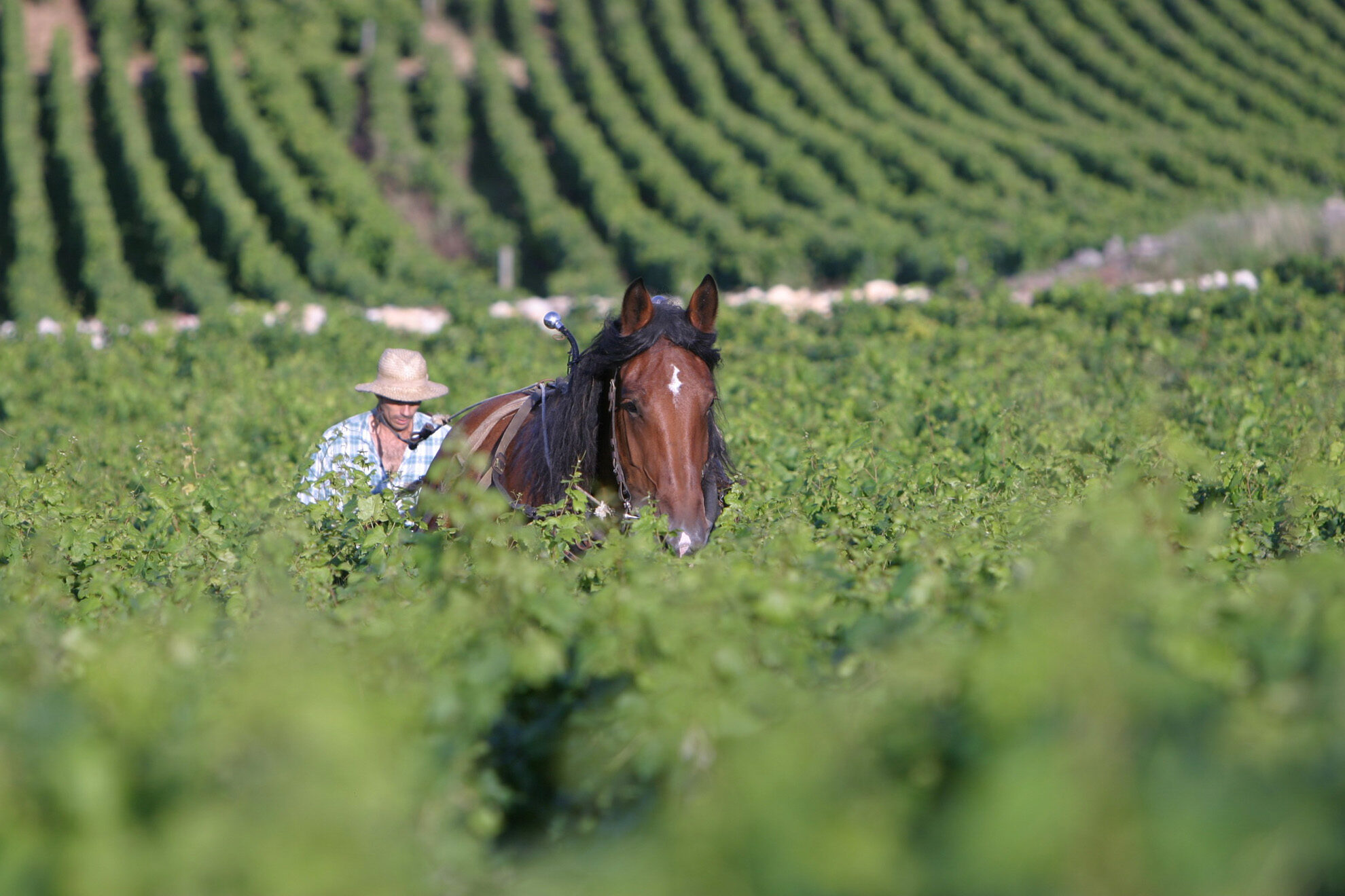 22 Copyright C Joseph Drouhin Labour a cheval 63872e9bc4f7a