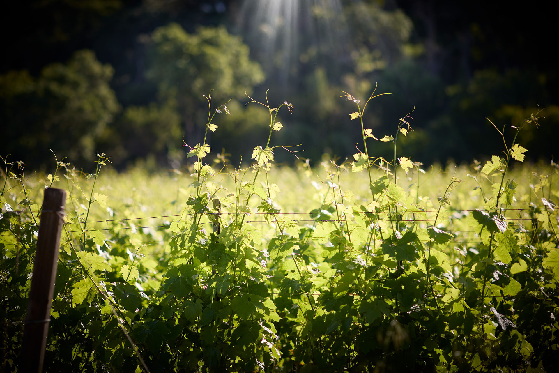 CHAT DE MALHERBE 001