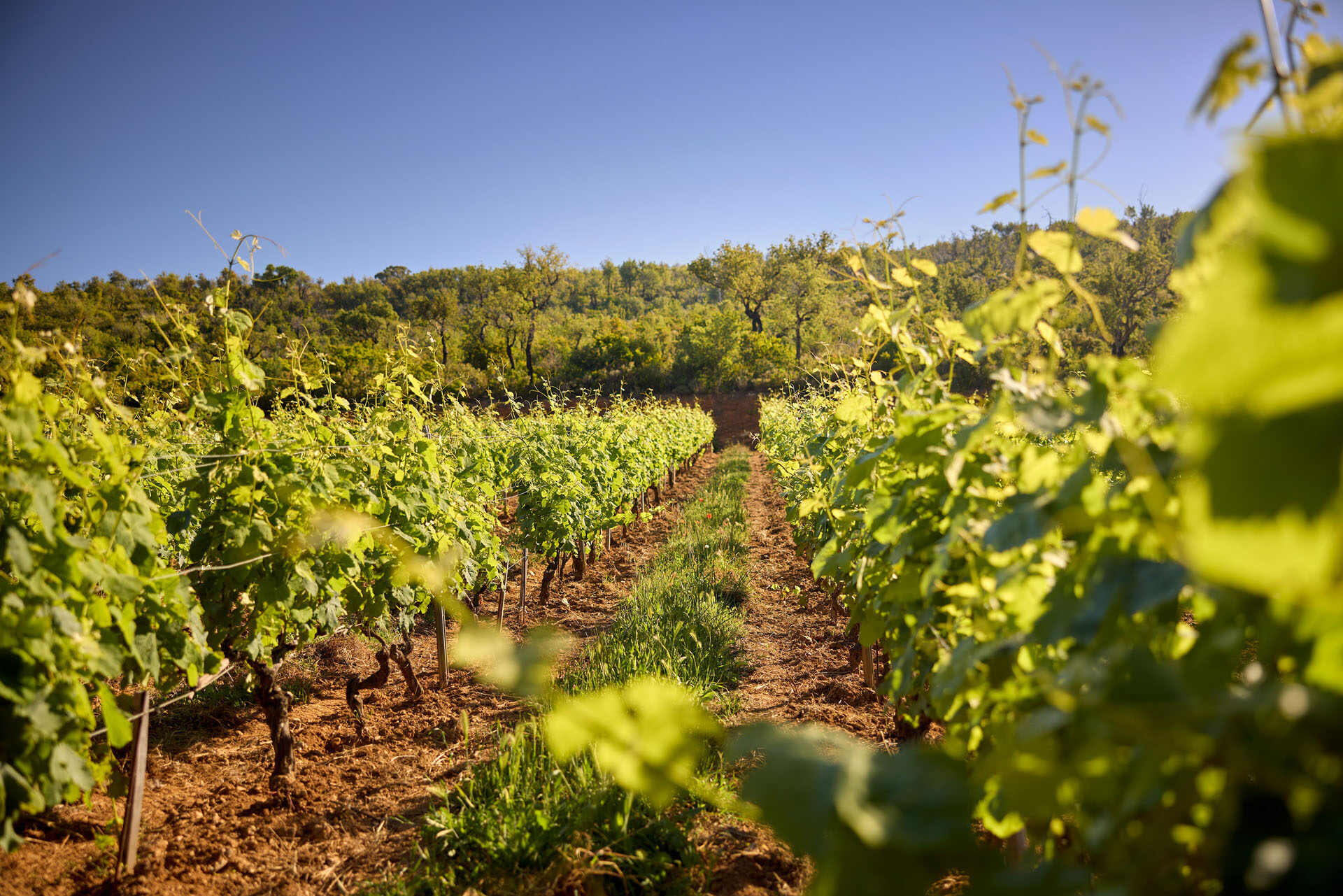 CHAT DE MALHERBE 007