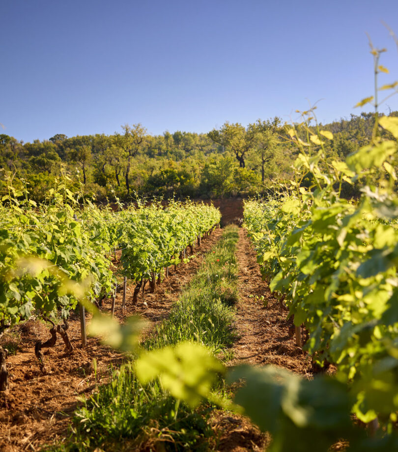 CHAT DE MALHERBE 007