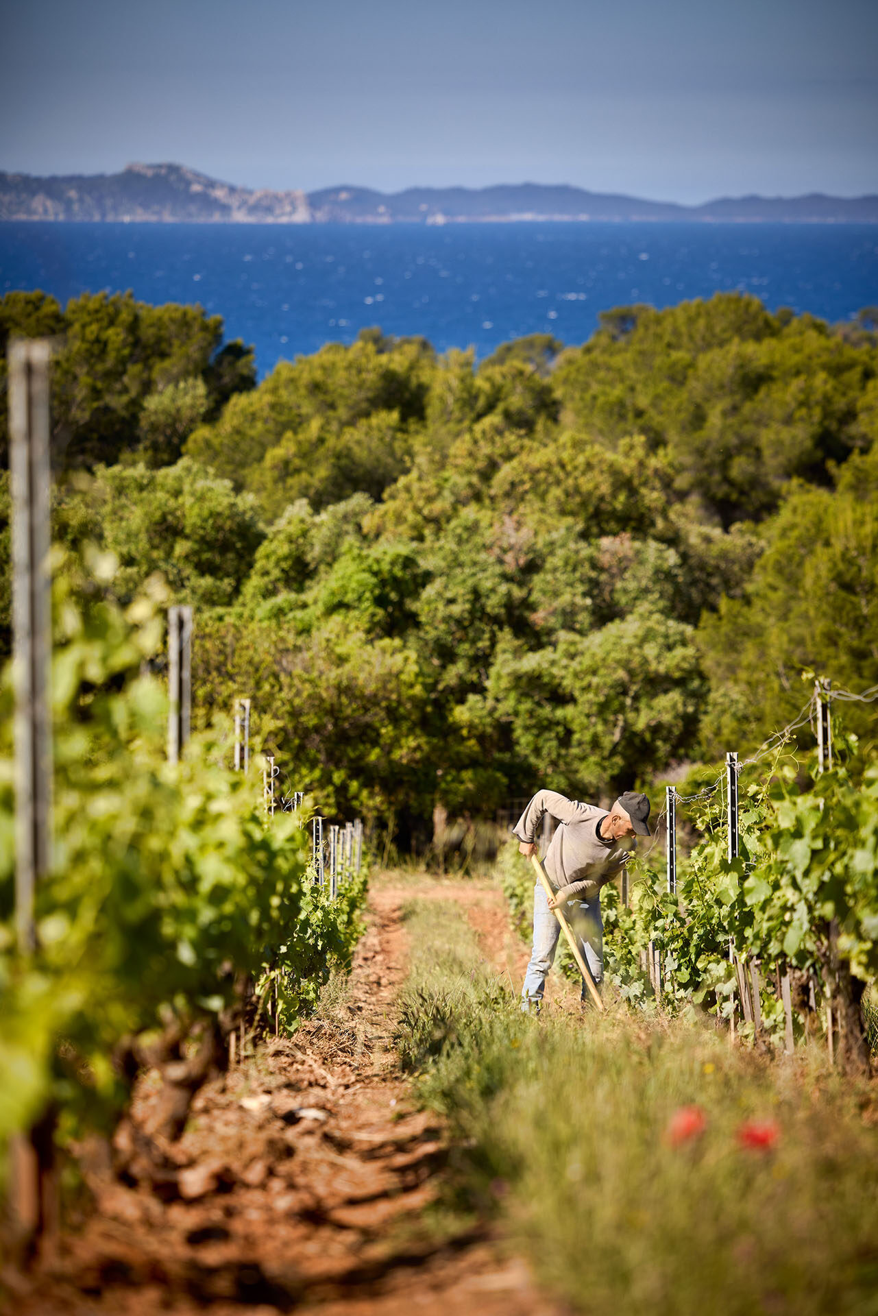 CHAT DE MALHERBE 035