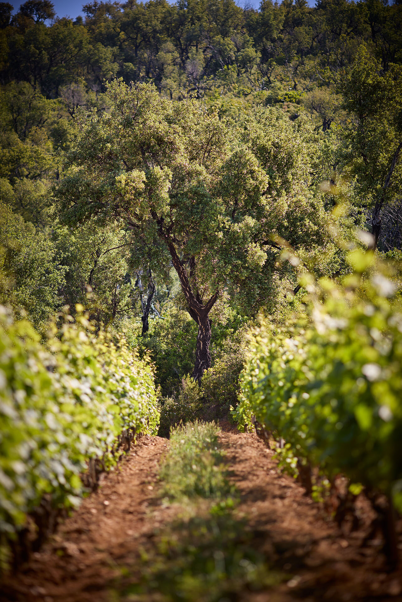 CHAT DE MALHERBE 054