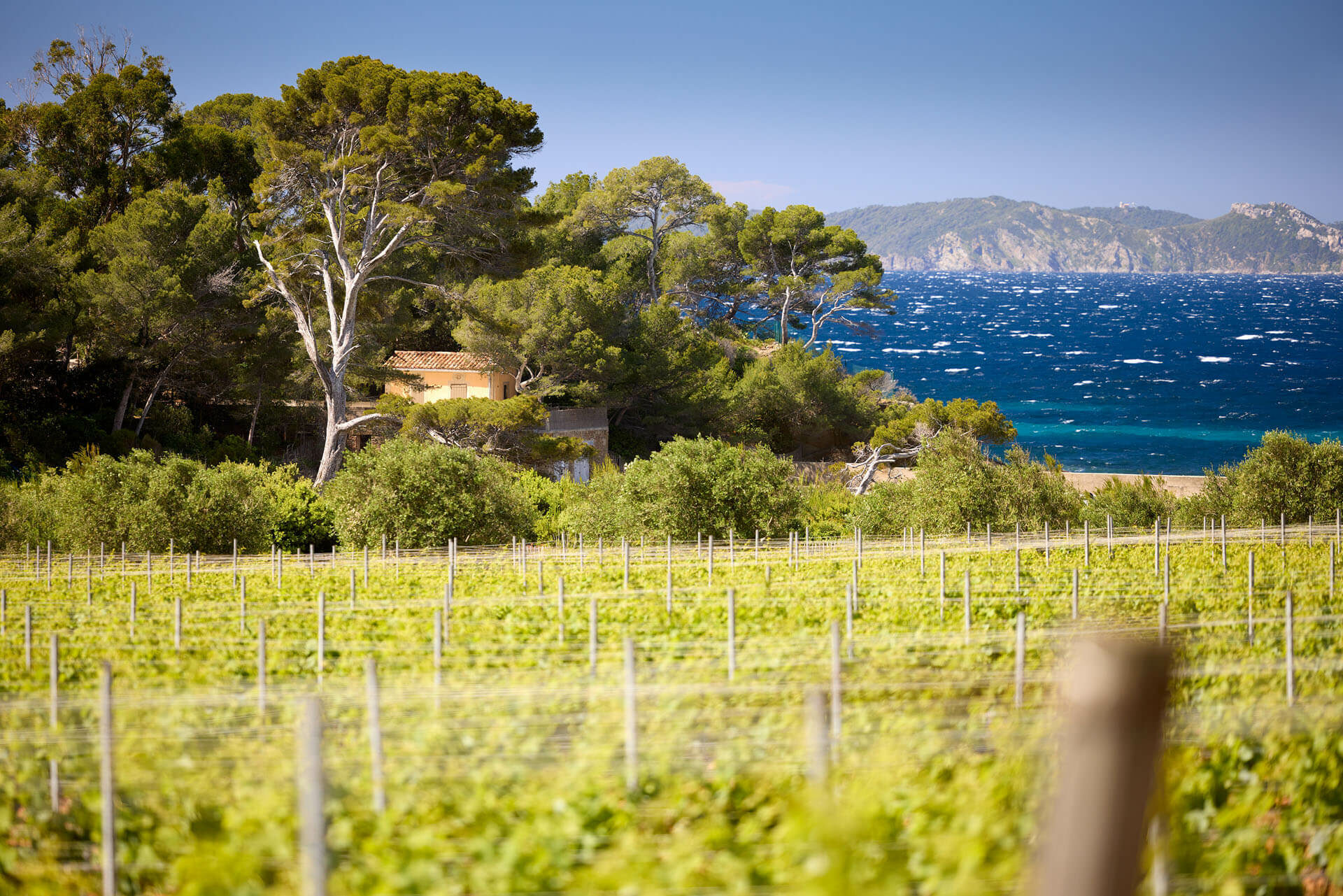 CHAT DE MALHERBE 105