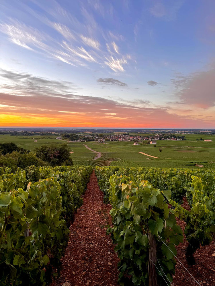 Domaine François Carillon