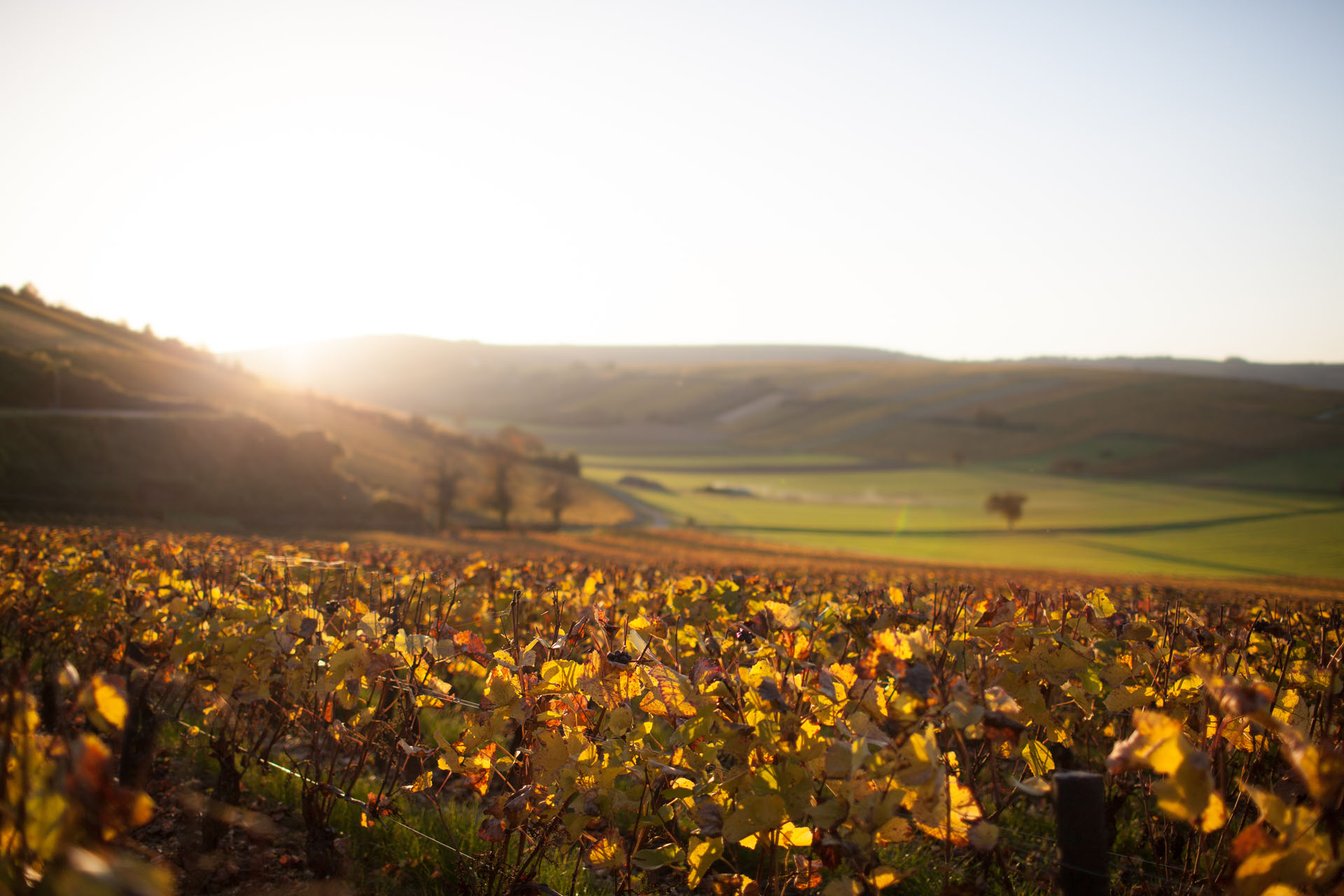 Domaine de Terres Blanches