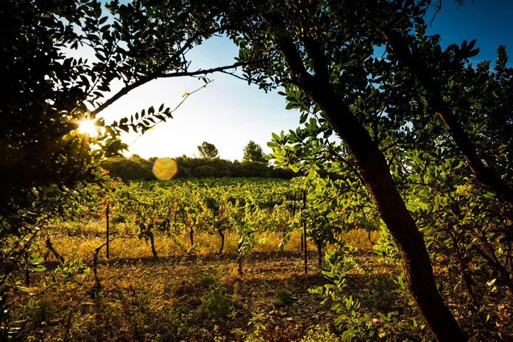 Mas de Daumas Gassac