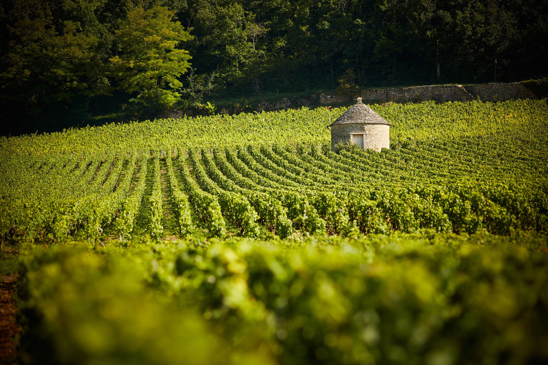 Maison Joseph Drouhin