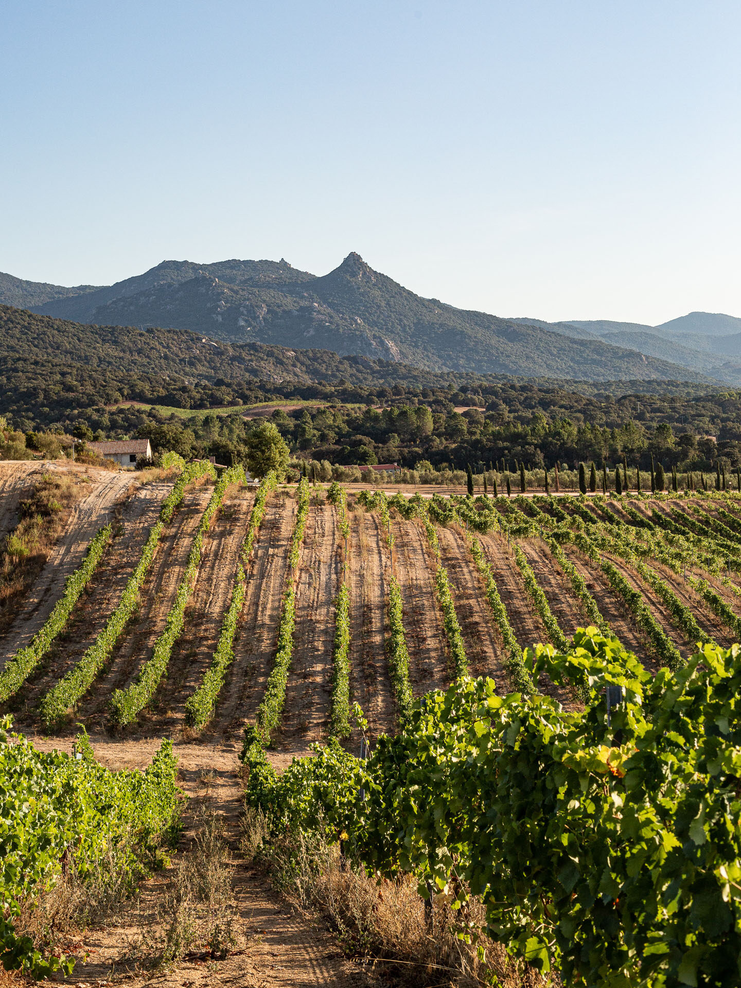 castelludibaricci vendanges2021 45