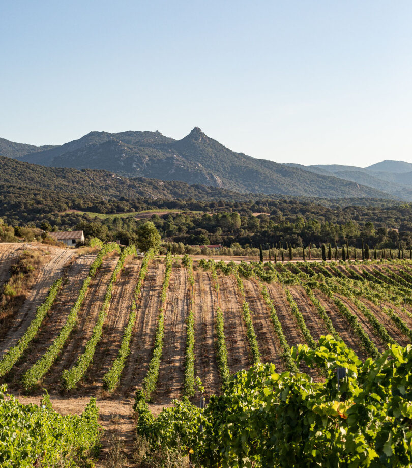 castelludibaricci vendanges2021 45