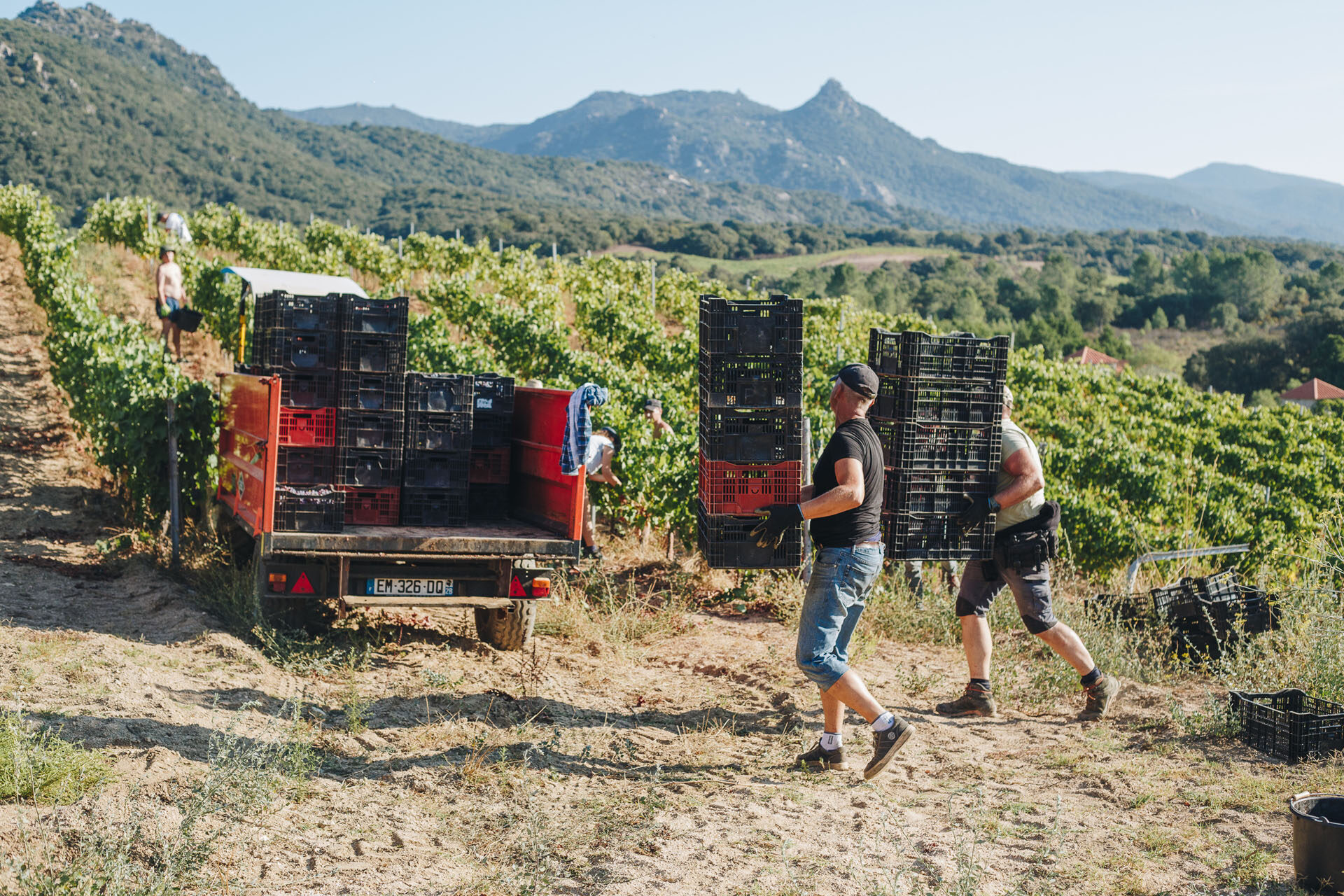 castelludibaricci vendanges2021 93