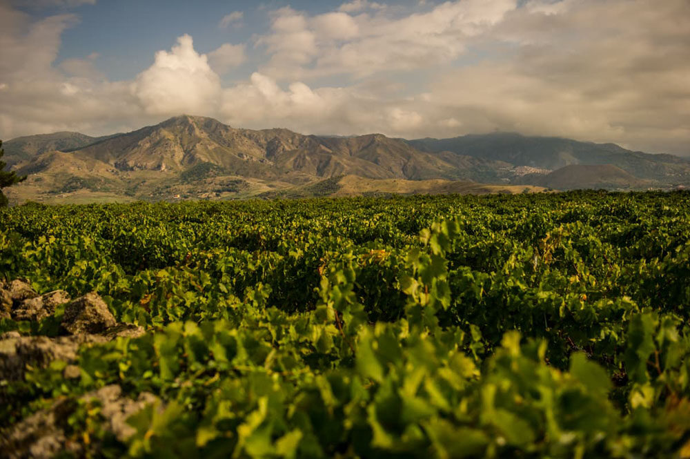 girolamo russo vini 2