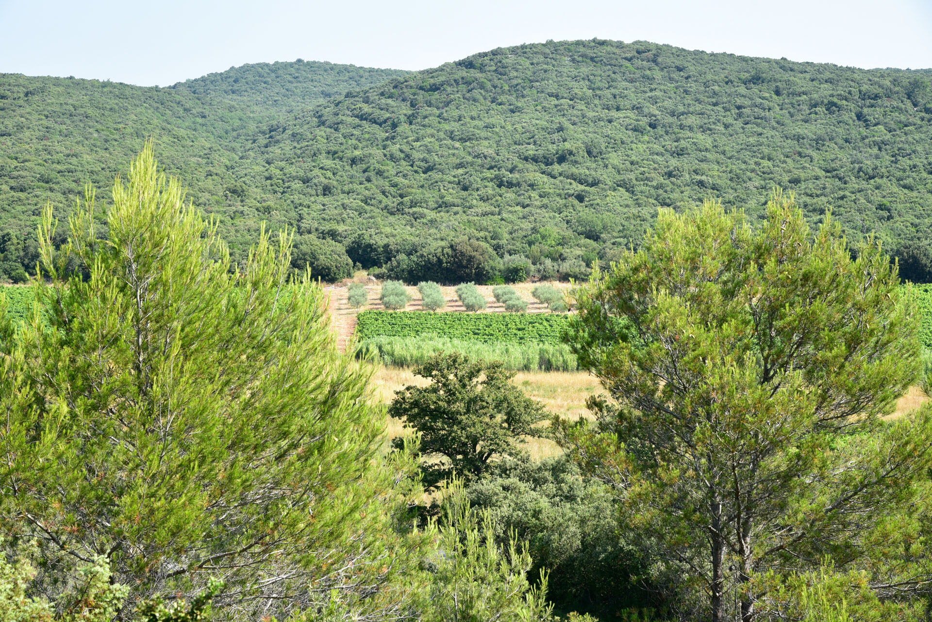 terroir clos constantin