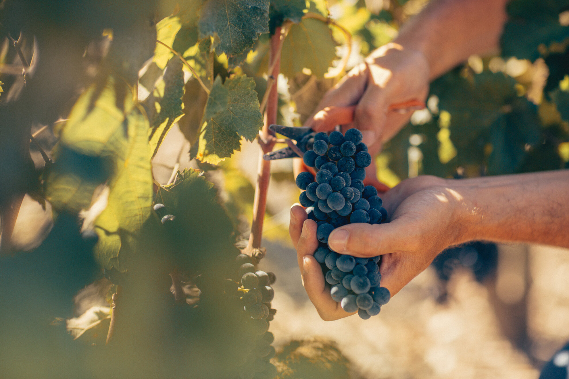 photo chateau rauzan segla chateau rauzan segla harvest credits federico reparaz erea azurmendi